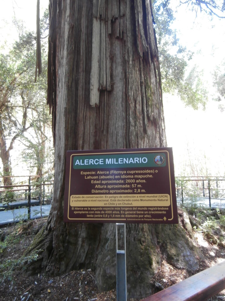 Alerces